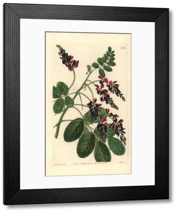Framed Print : Purple-flowered indigo plant, Indigofera atropurpurea Framed Print : Purple-flowered indigo plant, Indigofera atropurpurea