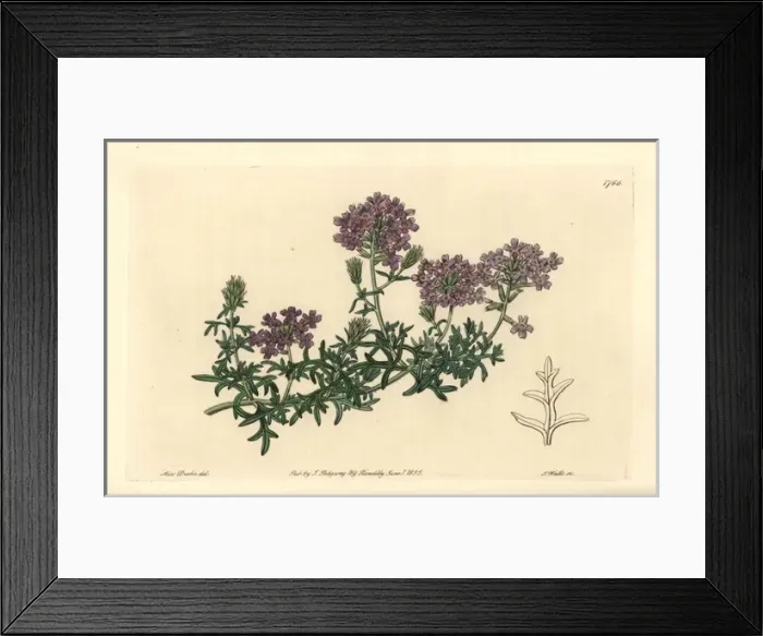 Framed Print : Mock vervain, Glandularia laciniata Framed Print : Mock vervain, Glandularia laciniata