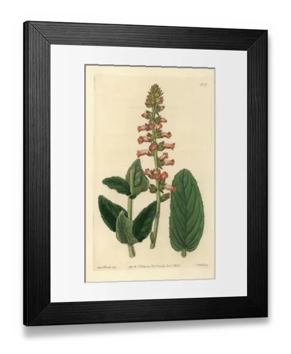 Framed Print : Shifting leaved gesnera, Sinningia allagophylla Framed Print : Shifting leaved gesnera, Sinningia allagophylla