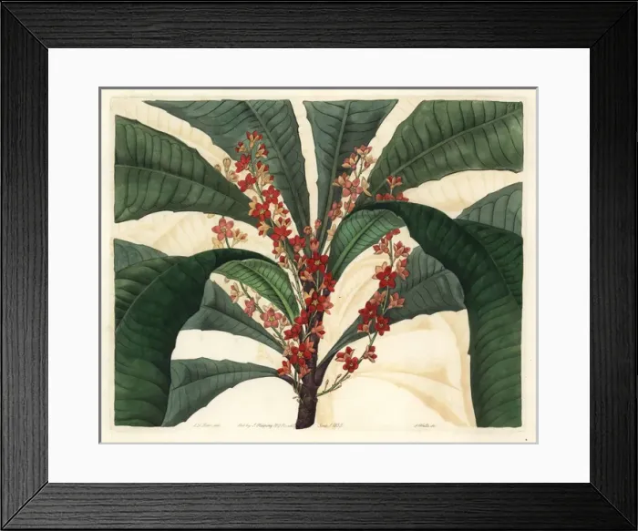 Framed Print : Elegant clavija, Clavija ornata Framed Print : Elegant clavija, Clavija ornata