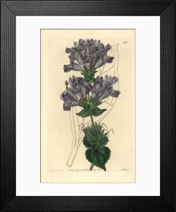 Framed Print : Sea Lavender-leaved penstemon, Penstemon staticifolius Framed Print : Sea Lavender-leaved penstemon, Penstemon staticifolius