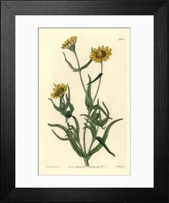 Framed Print : Yellowray goldfields, Lasthenia glabrata Framed Print : Yellowray goldfields, Lasthenia glabrata