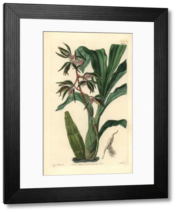 Framed Print : Bearded flywort orchid, Catasetum barbatum Framed Print : Bearded flywort orchid, Catasetum barbatum
