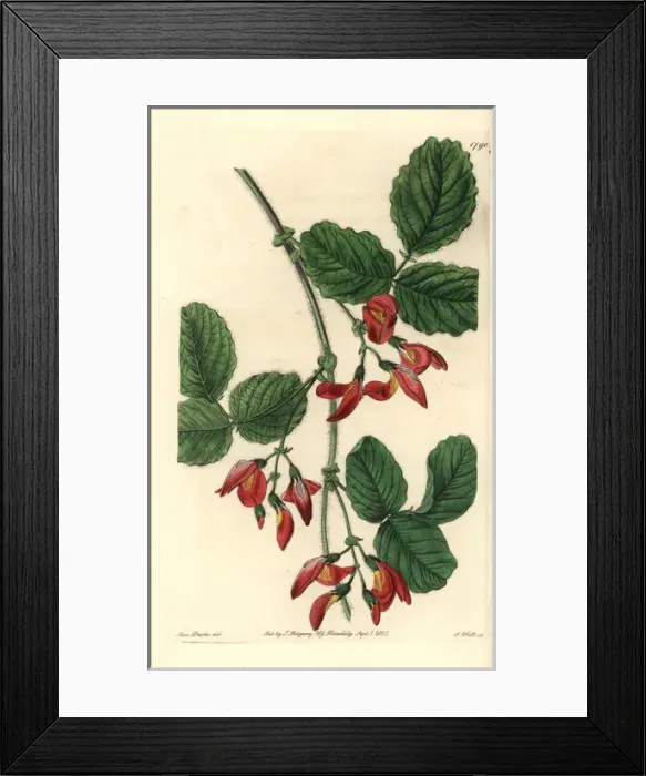 Framed Print : Augusta kennedia, Kennedia macrophylla Endangered Framed Print : Augusta kennedia, Kennedia macrophylla Endangered