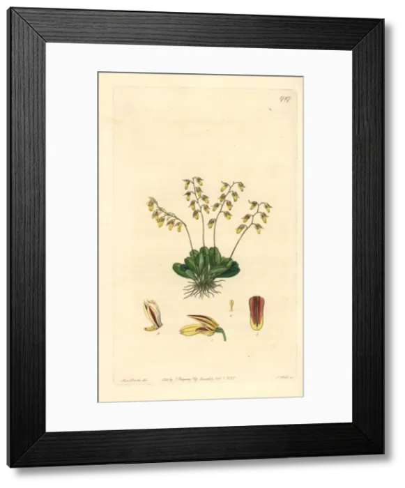 Framed Print : Specklinia grobyi orchid Framed Print : Specklinia grobyi orchid