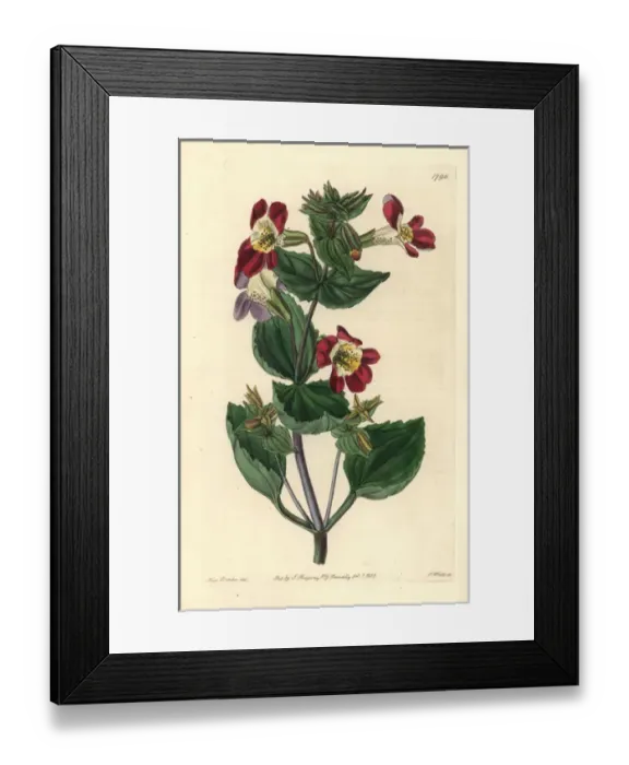 Framed Print : Variegated monkey-flower, Mimulus luteus var variegatus Framed Print : Variegated monkey-flower, Mimulus luteus var variegatus