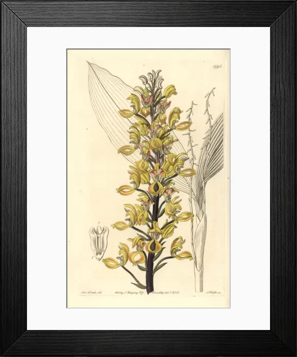Framed Print : Superb govenia orchid, Govenia superba Framed Print : Superb govenia orchid, Govenia superba