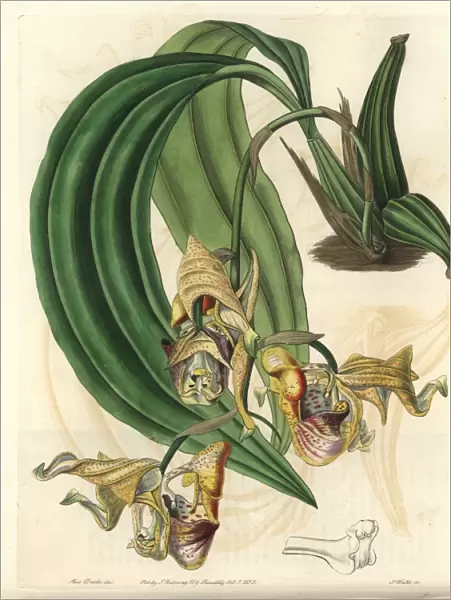 Spotted coryanthes orchid, Coryanthes maculata