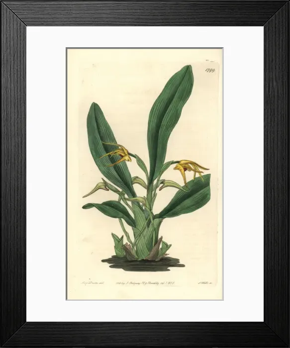 Framed Print : Lindleys maxillaria orchid, Maxillaria crocea Framed Print : Lindleys maxillaria orchid, Maxillaria crocea