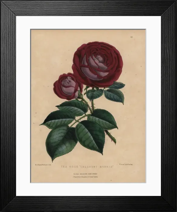 Framed Print : Crimson and mauve tea rose Cheshunt hybrid Framed Print : Crimson and mauve tea rose Cheshunt hybrid