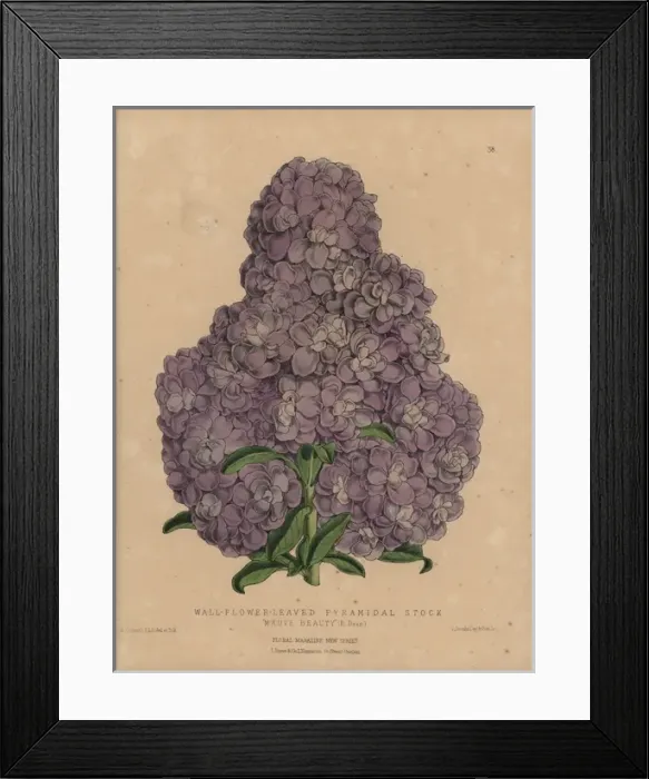 Framed Print : Purple stock, Wall-flower-leaved pyramidal Framed Print : Purple stock, Wall-flower-leaved pyramidal