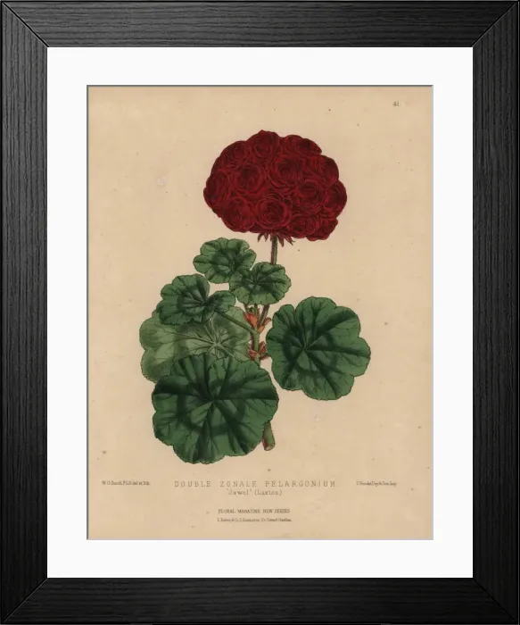Framed Print : Crimson geranium with large flowers, double-zonale Framed Print : Crimson geranium with large flowers, double-zonale