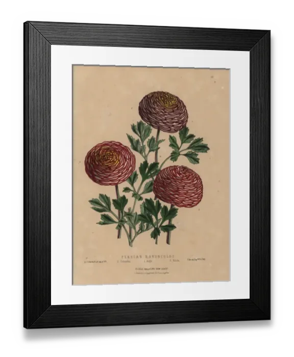 Framed Print : Persian ranunculus varieties: Columbus, Argo, and Hilda Framed Print : Persian ranunculus varieties: Columbus, Argo, and Hilda