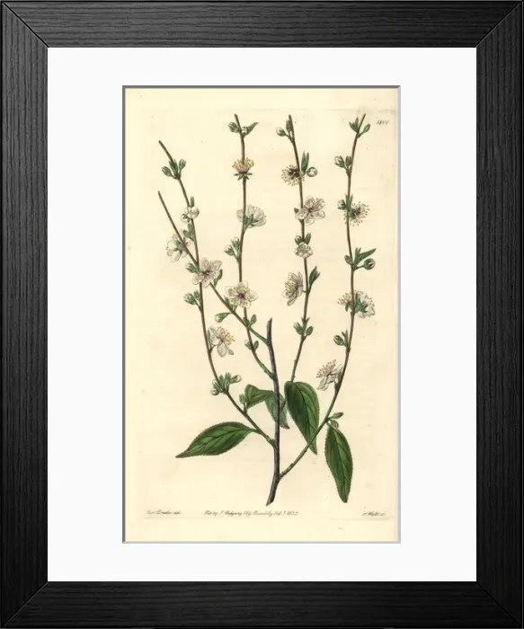 Framed Print : Oriental bush cherry, Cerasus japonica