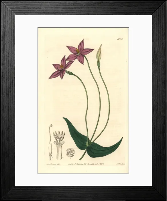 Framed Print : Long-stalked chironia, Chironia peduncularis Framed Print : Long-stalked chironia, Chironia peduncularis