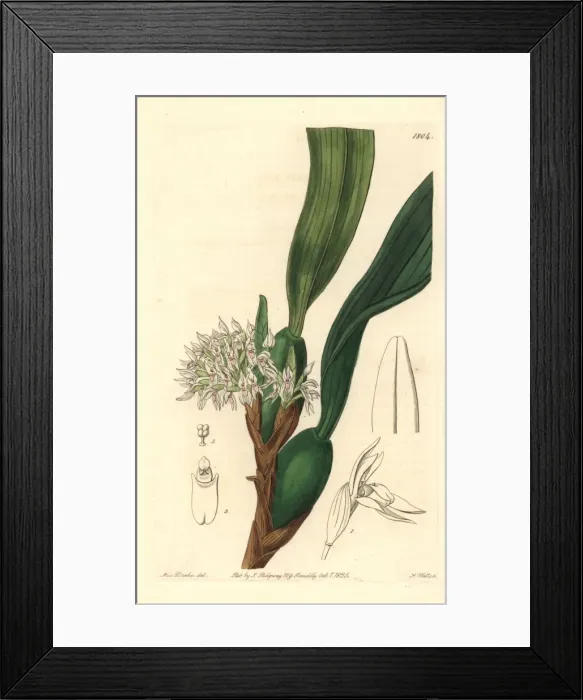 Framed Print : Camaridium densum orchid Framed Print : Camaridium densum orchid