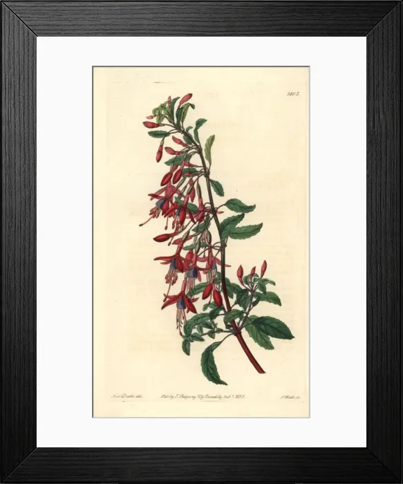 Framed Print : Hummingbird fuchsia, Fuchsia magellanica Framed Print : Hummingbird fuchsia, Fuchsia magellanica