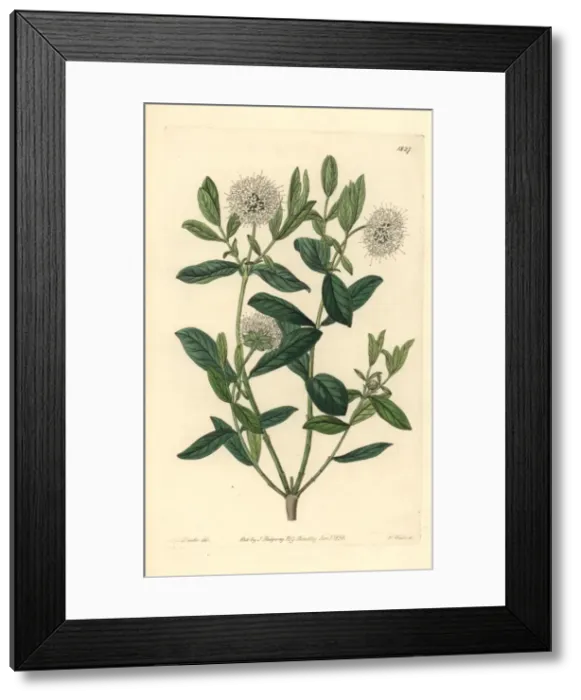 Framed Print : Privet-leaved pimelea or tall rice flower Framed Print : Privet-leaved pimelea or tall rice flower