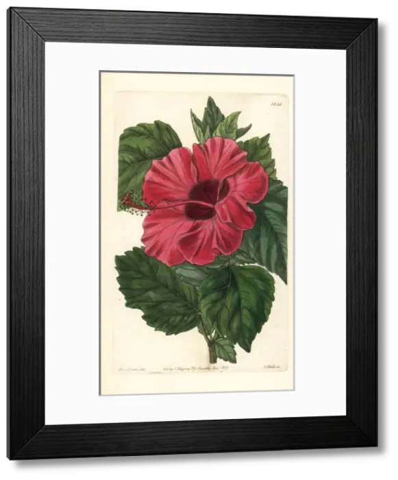 Framed Print : Single-flowered Chinese rose mallow, Hibiscus rosa-sinensis Framed Print : Single-flowered Chinese rose mallow, Hibiscus rosa-sinensis