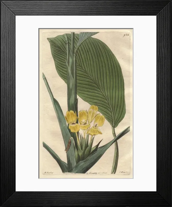 Framed Print : Yellow calathea flower, Calathea flavescens Framed Print : Yellow calathea flower, Calathea flavescens