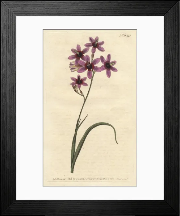 Framed Print : Variegated ixia with purple, scarlet and dingy Framed Print : Variegated ixia with purple, scarlet and dingy