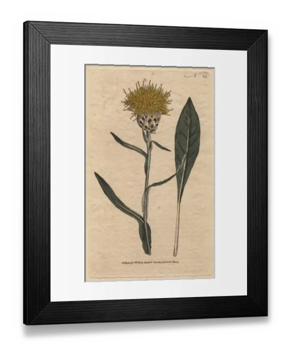 Framed Print : Woad-leaved centaurea with yellow fluffy flowers Framed Print : Woad-leaved centaurea with yellow fluffy flowers