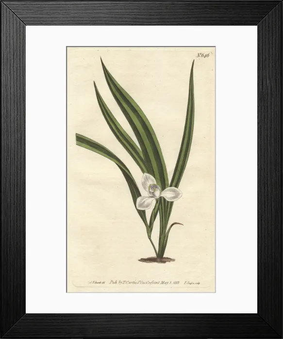 Framed Print : Marsh marica with small white flowers and narrow Framed Print : Marsh marica with small white flowers and narrow