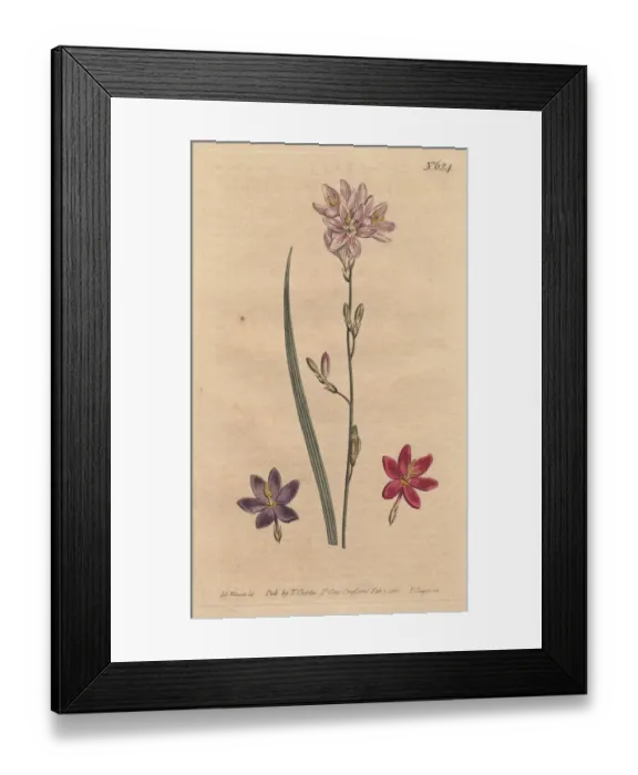 Framed Print : Flexuose ixia with examples of color varieties Framed Print : Flexuose ixia with examples of color varieties
