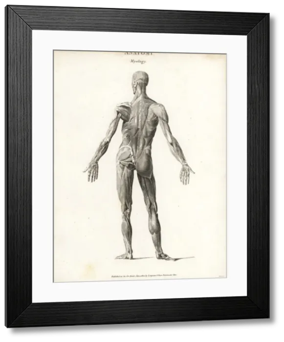 Framed Print : Anatomy of human musculature Framed Print : Anatomy of human musculature