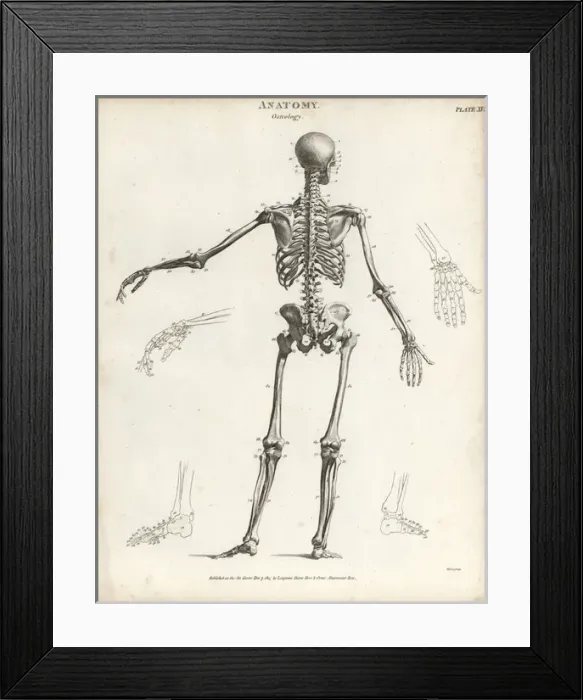 Framed Print : Human skeleton from the back Framed Print : Human skeleton from the back