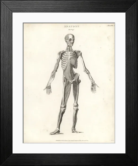 Framed Print : Anatomy of human musculature Framed Print : Anatomy of human musculature