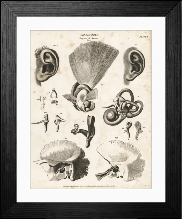 Framed Print : Anatomy of the human ear Framed Print : Anatomy of the human ear