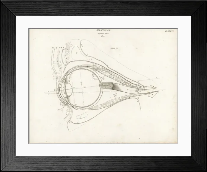 Framed Print : Anatomy of the human eye Framed Print : Anatomy of the human eye