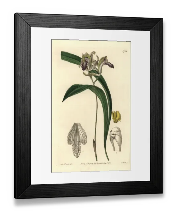 Framed Print : Reflexed bletia orchid, Bletia reflexa Framed Print : Reflexed bletia orchid, Bletia reflexa