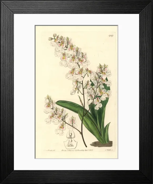 Framed Print : Tolumnia pulchella orchid Framed Print : Tolumnia pulchella orchid