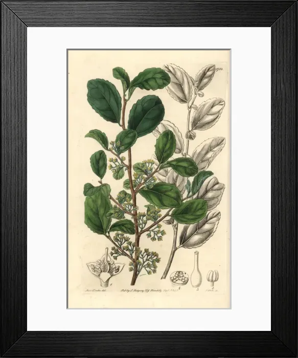 Framed Print : Toothed azara, Azara dentata Framed Print : Toothed azara, Azara dentata