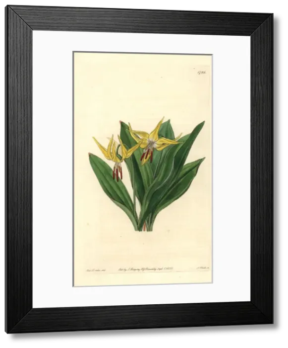 Framed Print : Large American dog s-tooth violet, Erythronium grandiflorum Framed Print : Large American dog s-tooth violet, Erythronium grandiflorum
