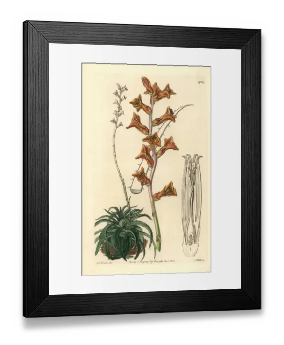 Framed Print : Scattered-flowered dyckia, Dyckia rariflora Framed Print : Scattered-flowered dyckia, Dyckia rariflora