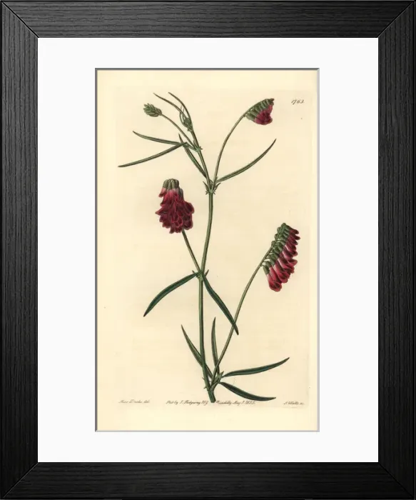 Framed Print : Dark purple orobus, Vicia sicula Framed Print : Dark purple orobus, Vicia sicula