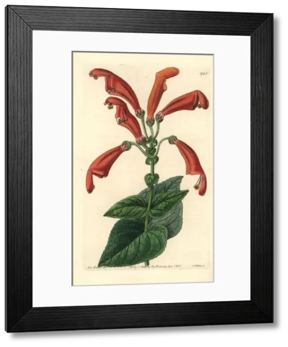 Framed Print : Sinningia bulbosa Framed Print : Sinningia bulbosa
