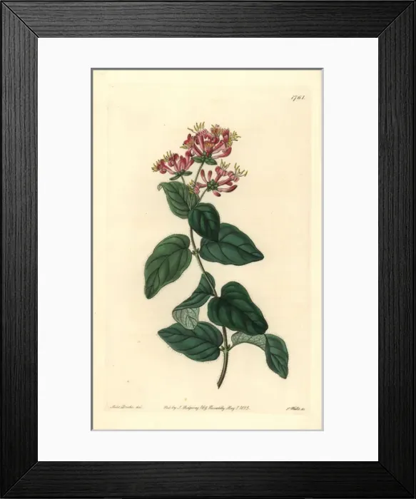 Framed Print : Bristly or pink honeysuckle, Lonicera hispidula Framed Print : Bristly or pink honeysuckle, Lonicera hispidula