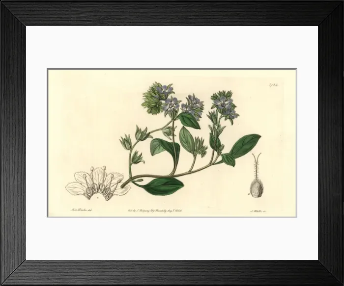 Framed Print : Divaricate phacelia, Phacelia divaricata Framed Print : Divaricate phacelia, Phacelia divaricata