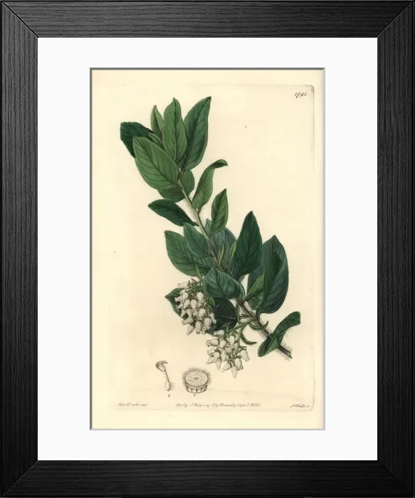 Framed Print : Woollyleaf manzanita, Arctostaphylos tomentosa Framed Print : Woollyleaf manzanita, Arctostaphylos tomentosa