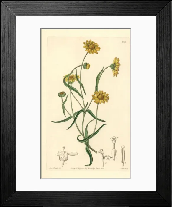 Framed Print : Downy lasthenia, Lasthenia californica Framed Print : Downy lasthenia, Lasthenia californica