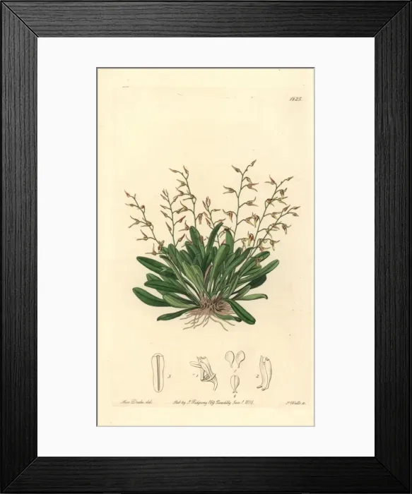 Framed Print : Specklinia picta orchid Framed Print : Specklinia picta orchid