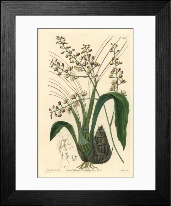 Framed Print : Pale graphorkis orchid, Graphorkis lurida Framed Print : Pale graphorkis orchid, Graphorkis lurida