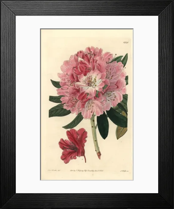 Framed Print : Lovely rhododendron, Rhododendron pulcherrimum Framed Print : Lovely rhododendron, Rhododendron pulcherrimum