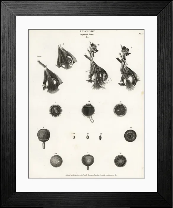 Framed Print : Anatomy of the human eye Framed Print : Anatomy of the human eye