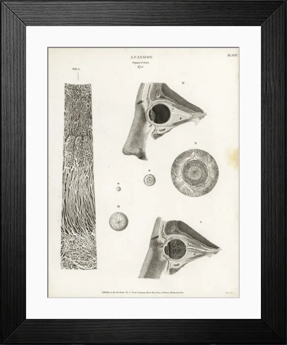 Framed Print : Anatomy of the human eye Framed Print : Anatomy of the human eye