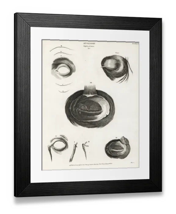 Framed Print : Anatomy of the human eye Framed Print : Anatomy of the human eye